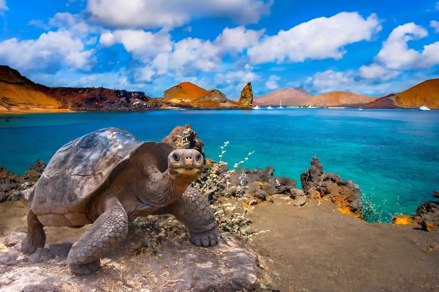 A Giant Tortoise At The Galapagos National Park