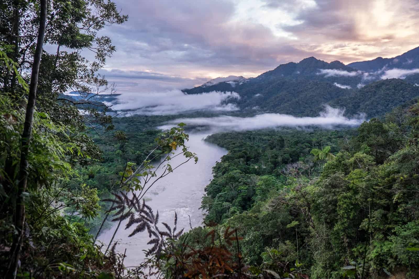 Amazon Rainforest Canopy
