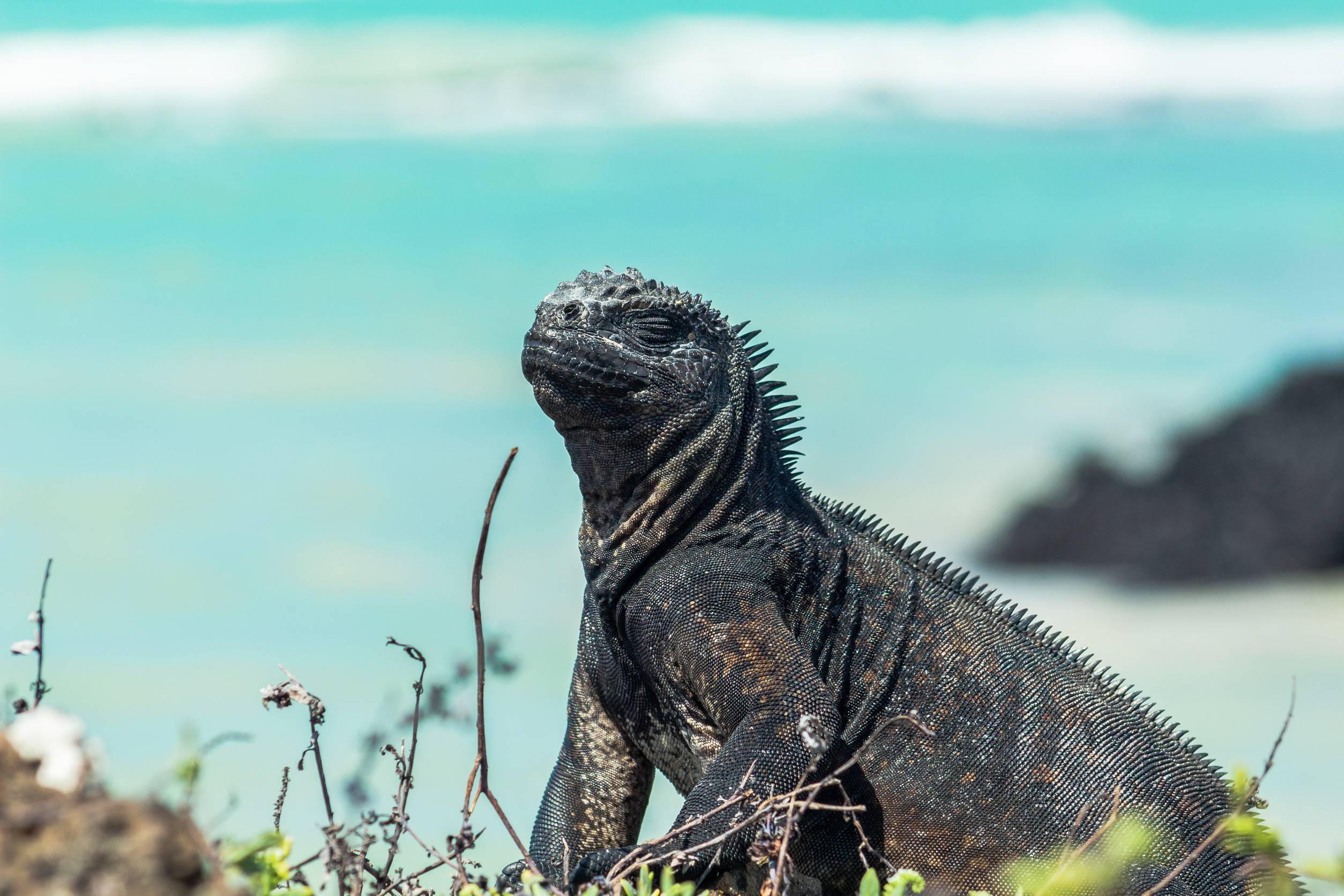 Galapagos Marine Iguana On A Beach