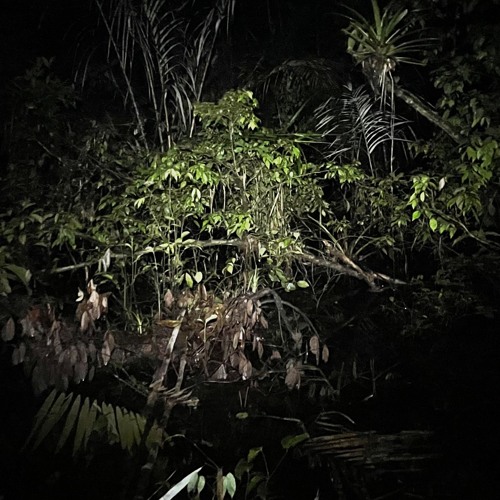 Amazon Rainforest Night Tour
